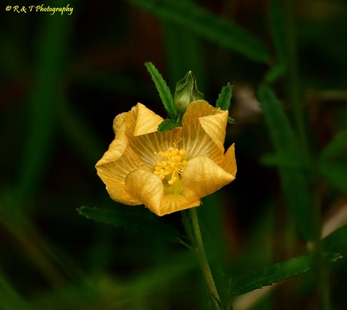 {Sida elliottii}